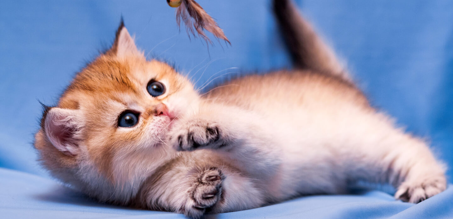 Giocare con un gattino: idee e suggerimenti