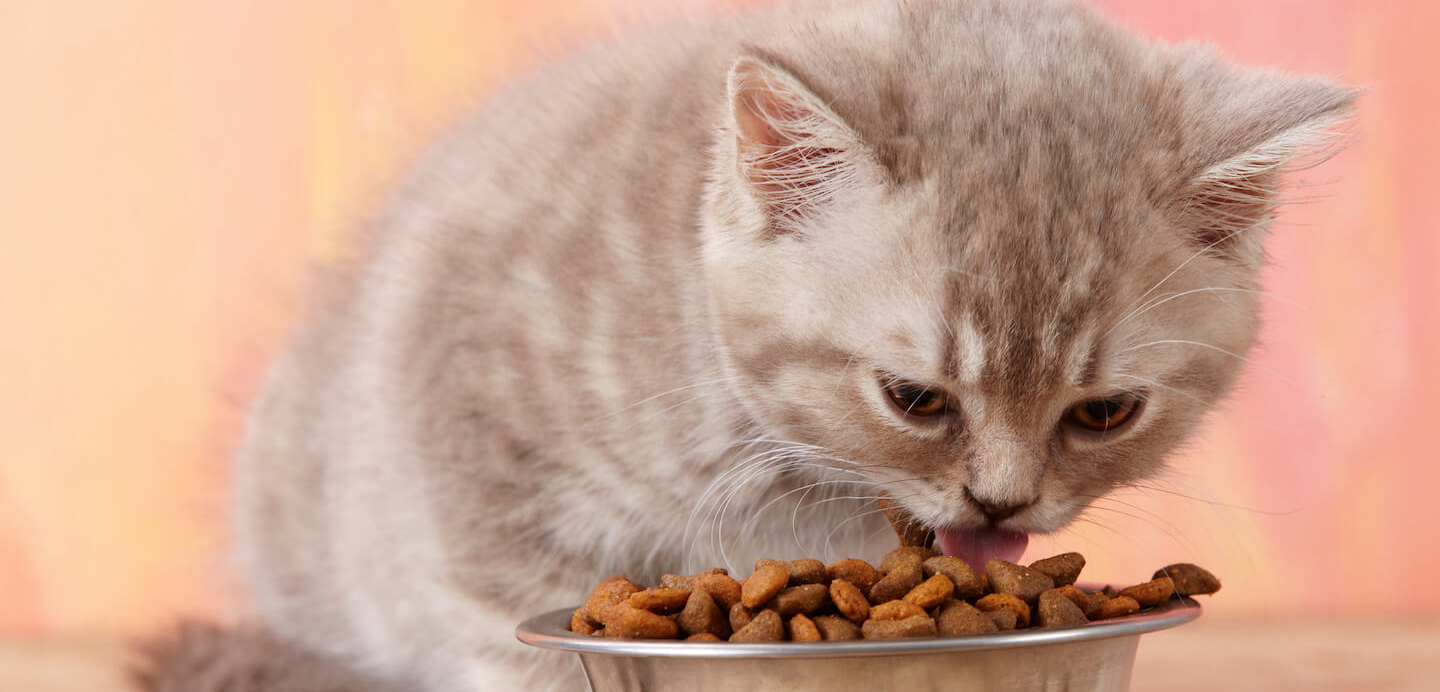 Quanto deve mangiare un gattino di un mese?