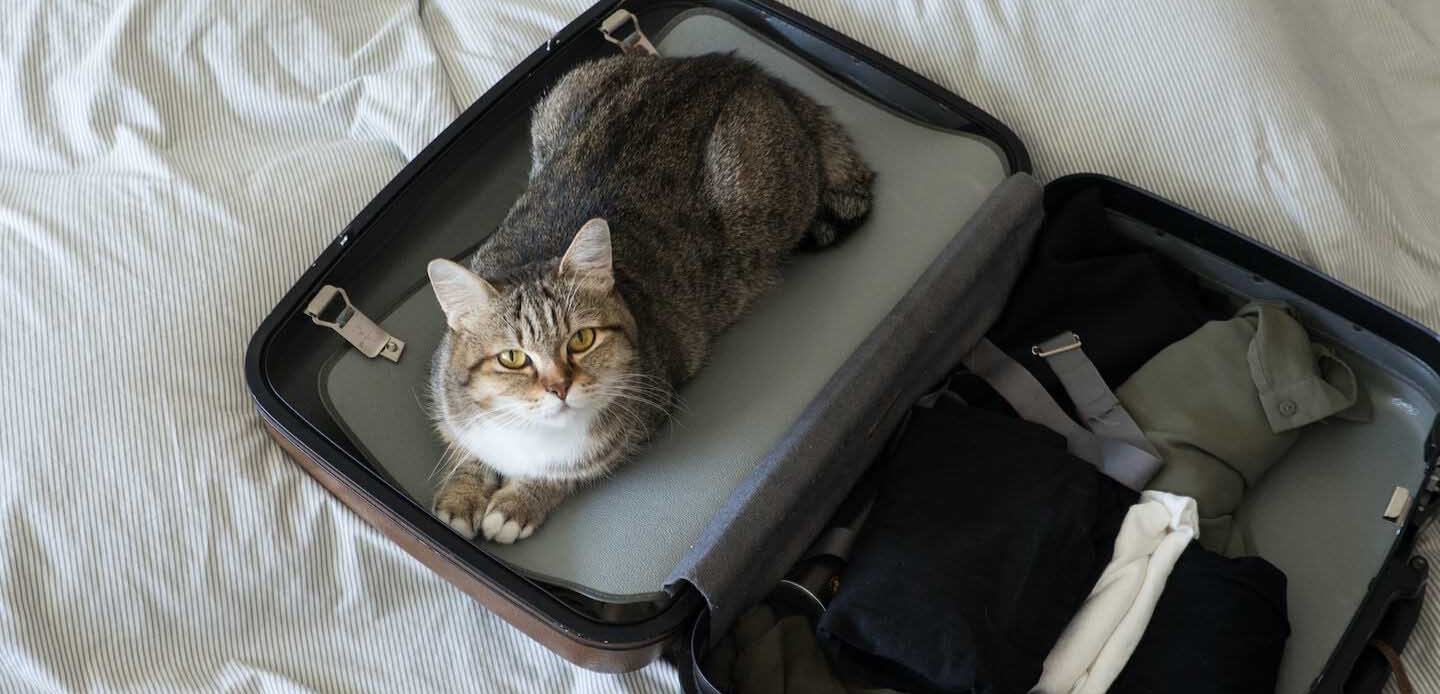 Il miglior modo per viaggiare con il gatto