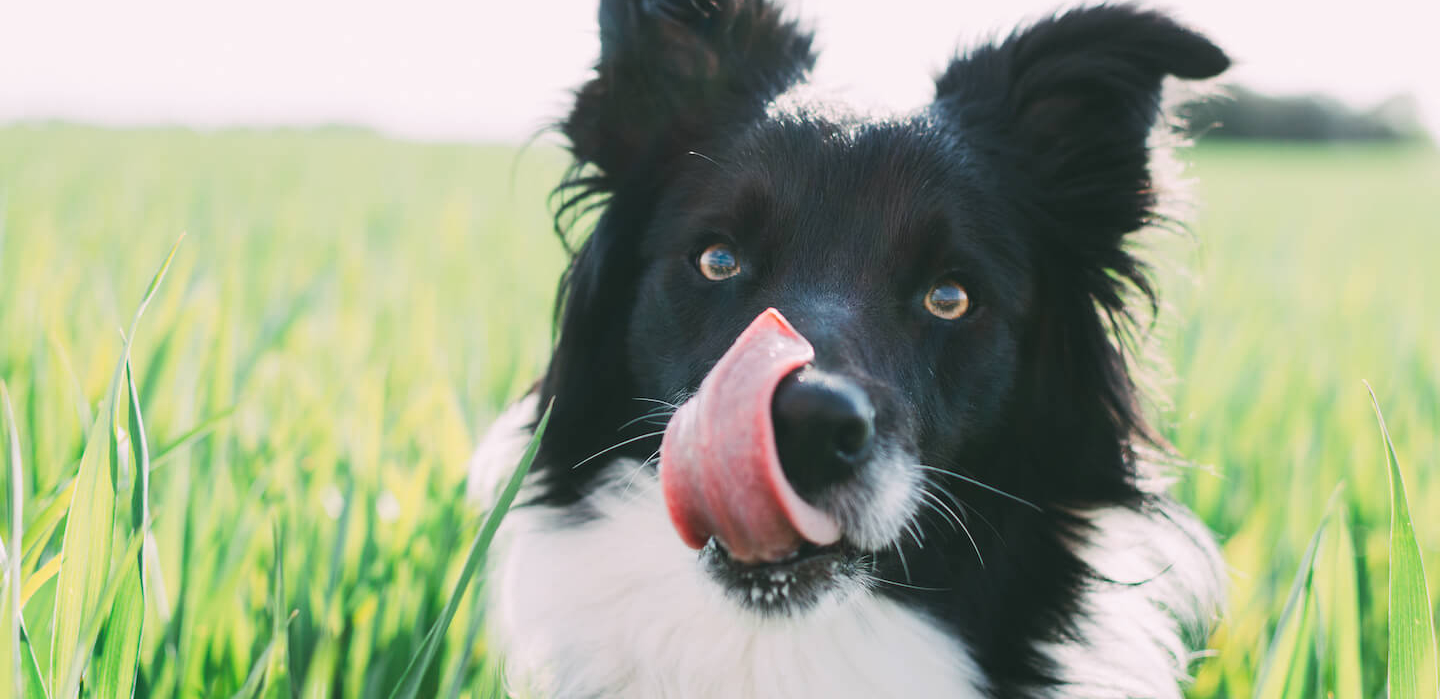 Lingua fuori e respiro affannoso nel cane