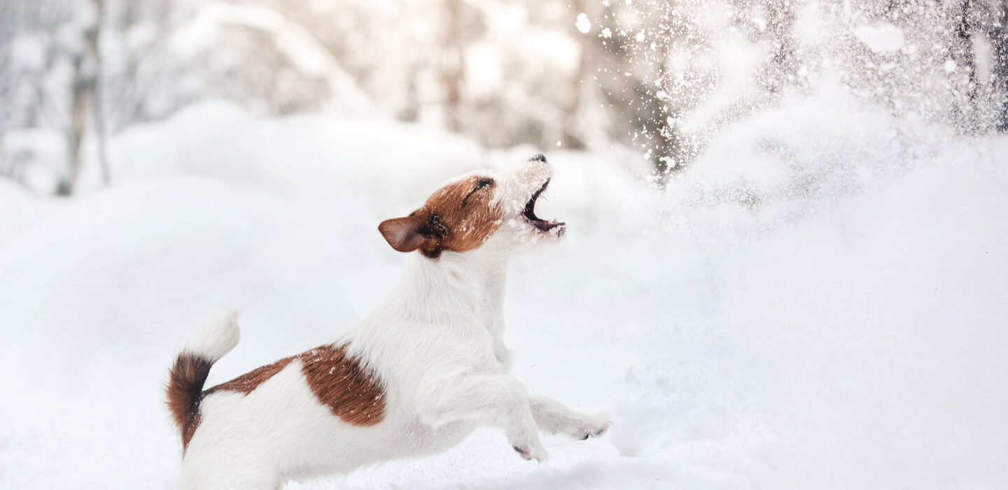 Consigli per portare il cane sulla neve