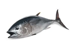 With Tuna