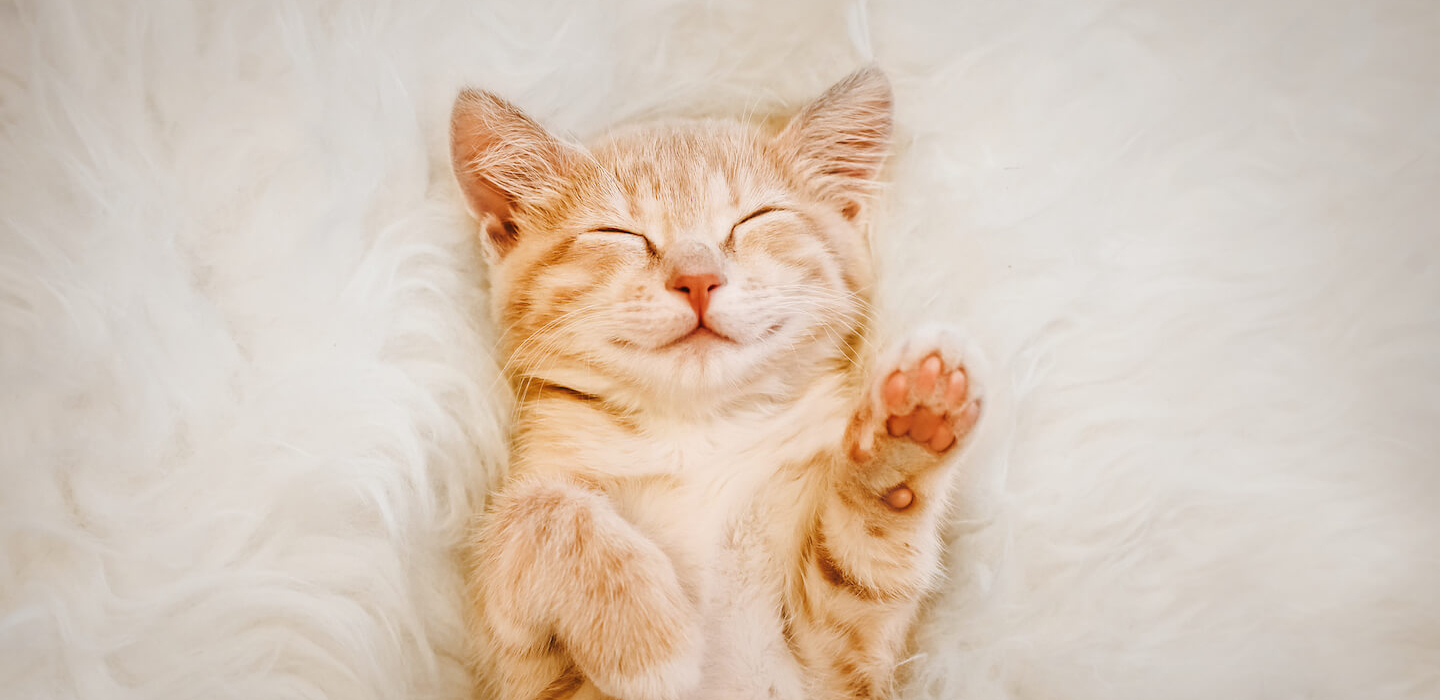 POSSIAMO TOCCARE I GATTINI APPENA NATI?