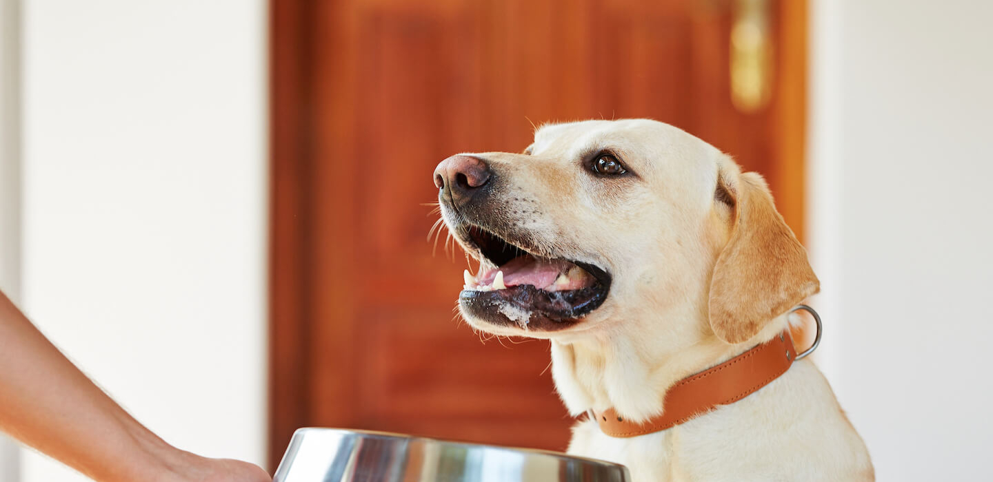 Le proprietà benefiche dell’olio di pesce per cani