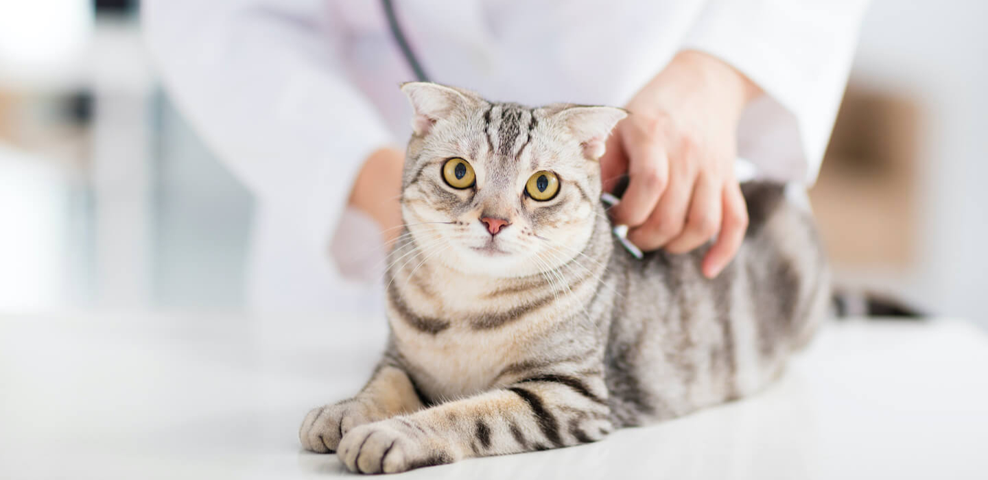 Tutto ciò che bisogna sapere sul vaccino per il gatto