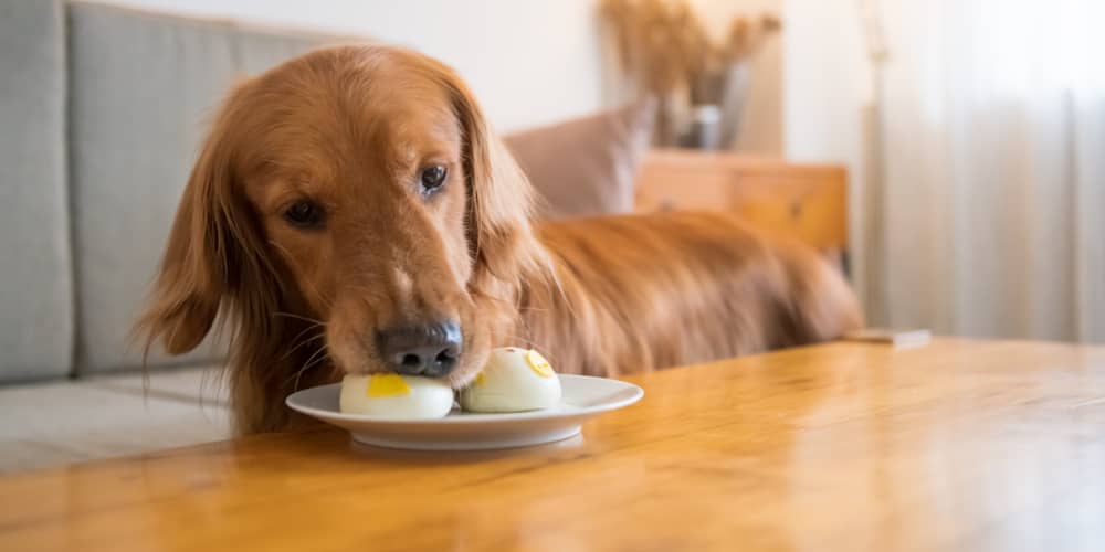 I CANI POSSONO MANGIARE LE UOVA?&nbsp;