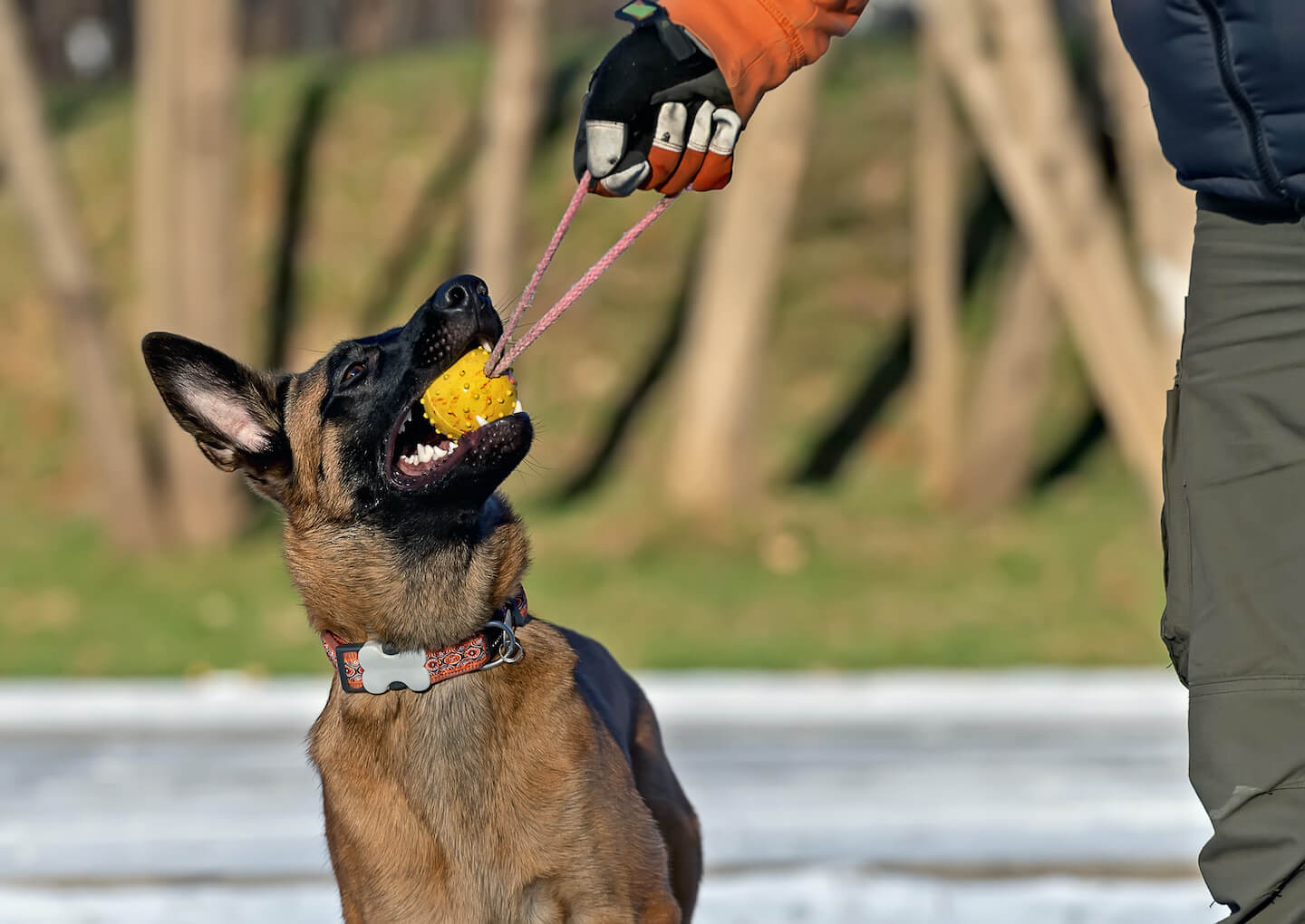 Mondioring Dog: che cos’è?