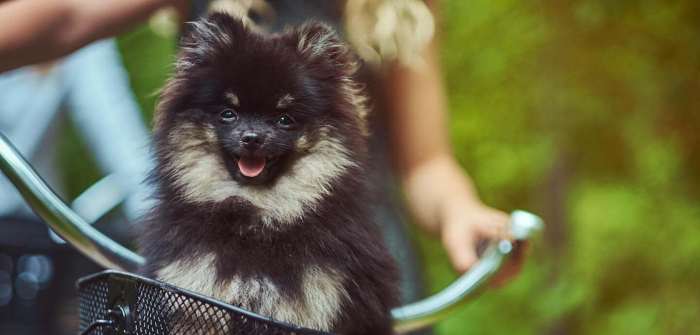 In bicicletta col cane: sì al traino, no al guinzaglio
