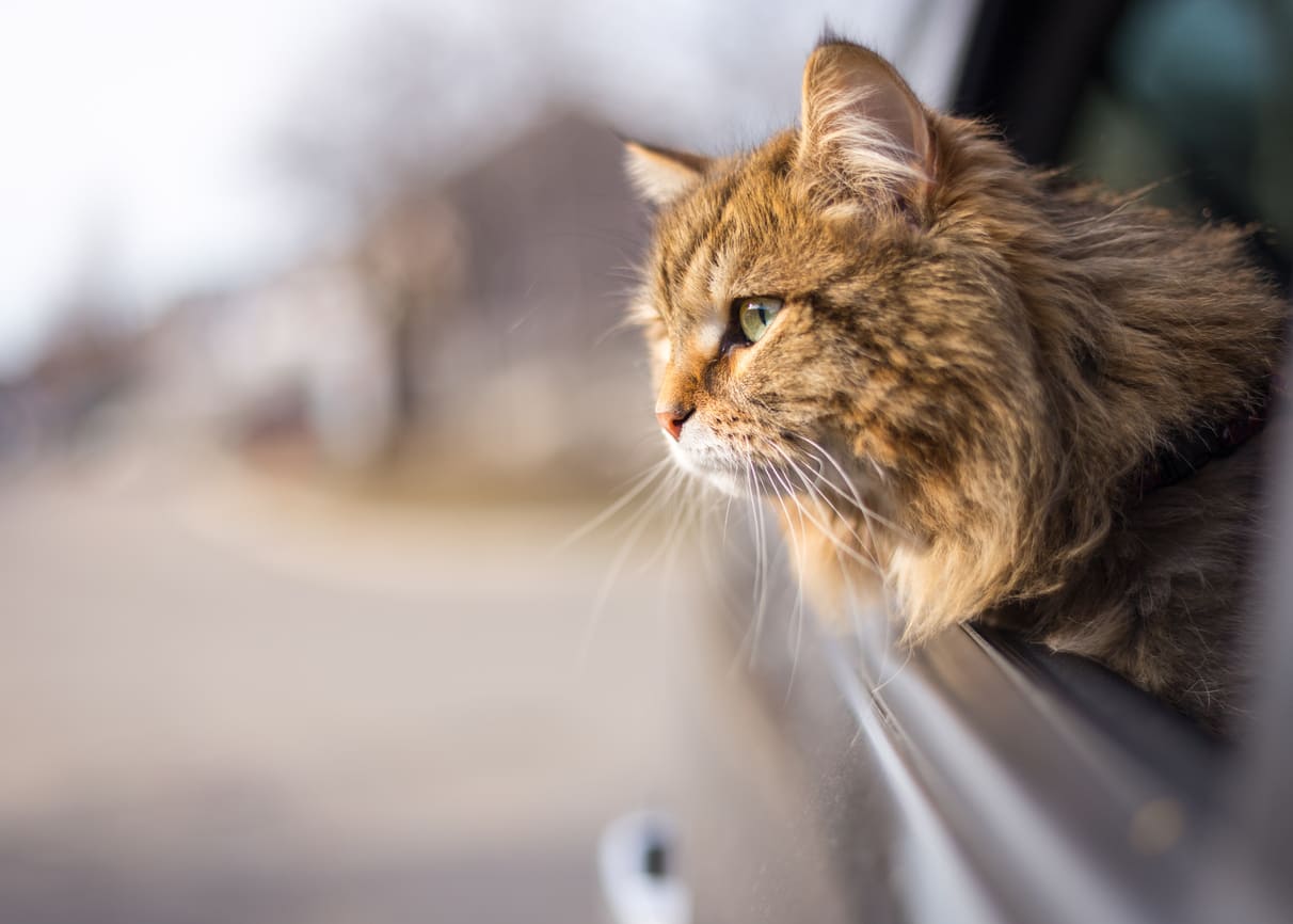 Travelling with your cat. Does your cat like to travel?