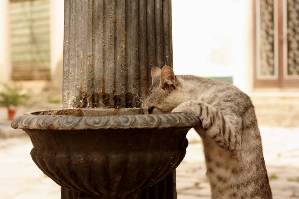 I GATTI SOFFRONO IL CALDO: ALCUNI RIMEDI