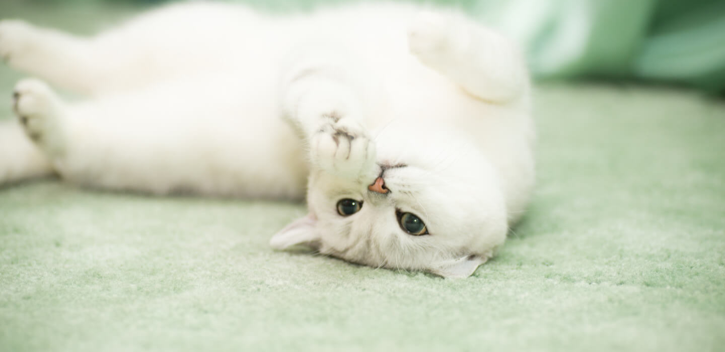 Come avviene l'accoppiamento dei gatti?