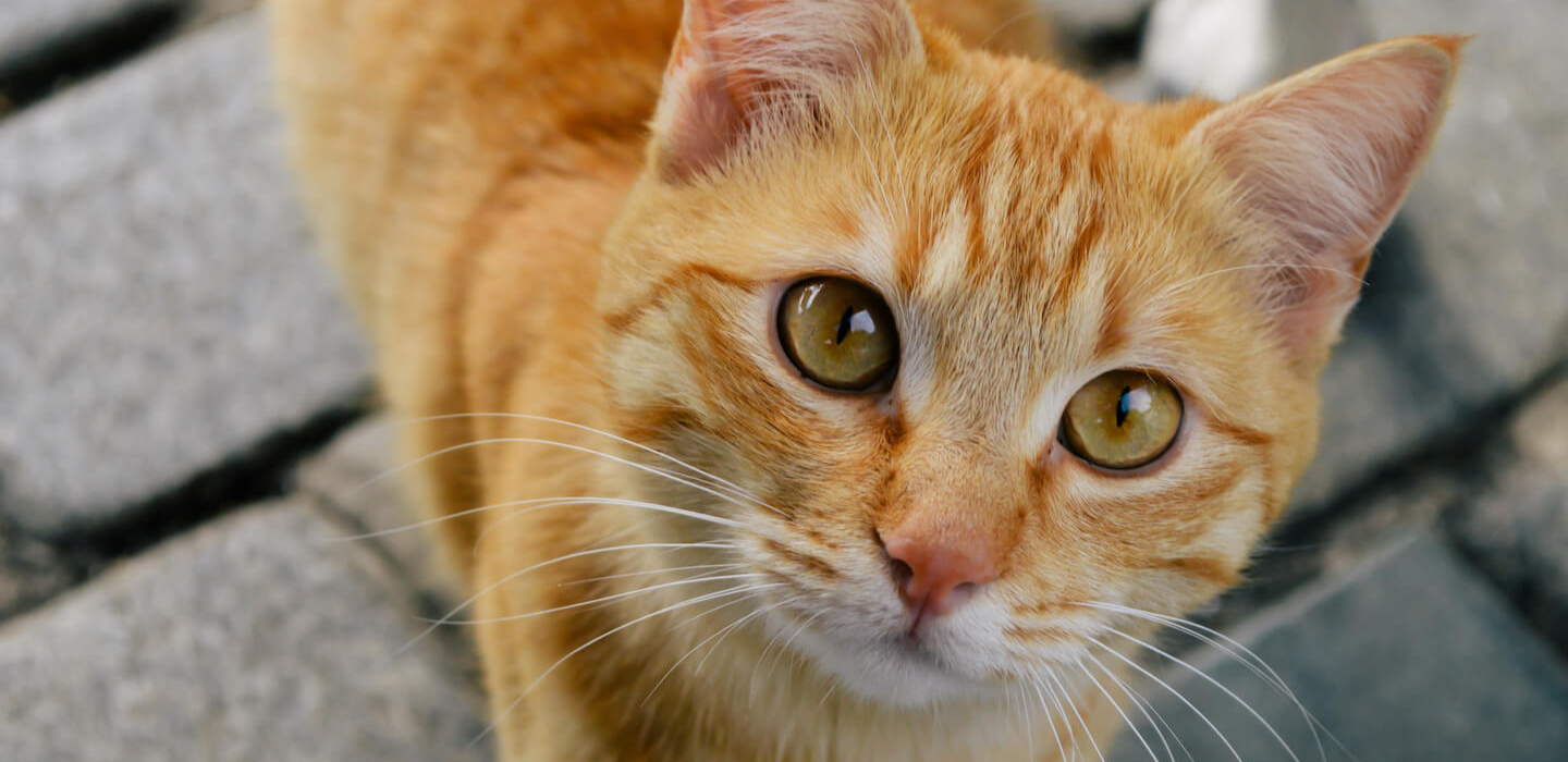 Come vedono i gatti? 