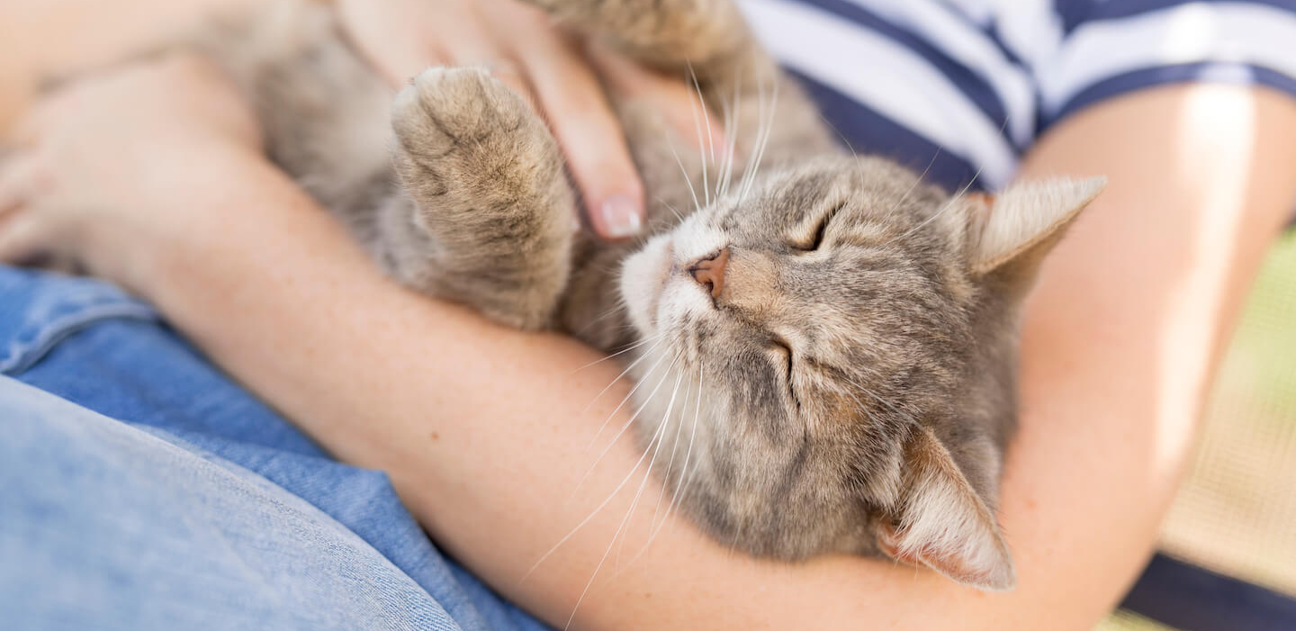 Come rendere i gatti più affettuosi