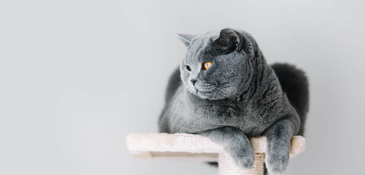 Tiragraffi fai da te