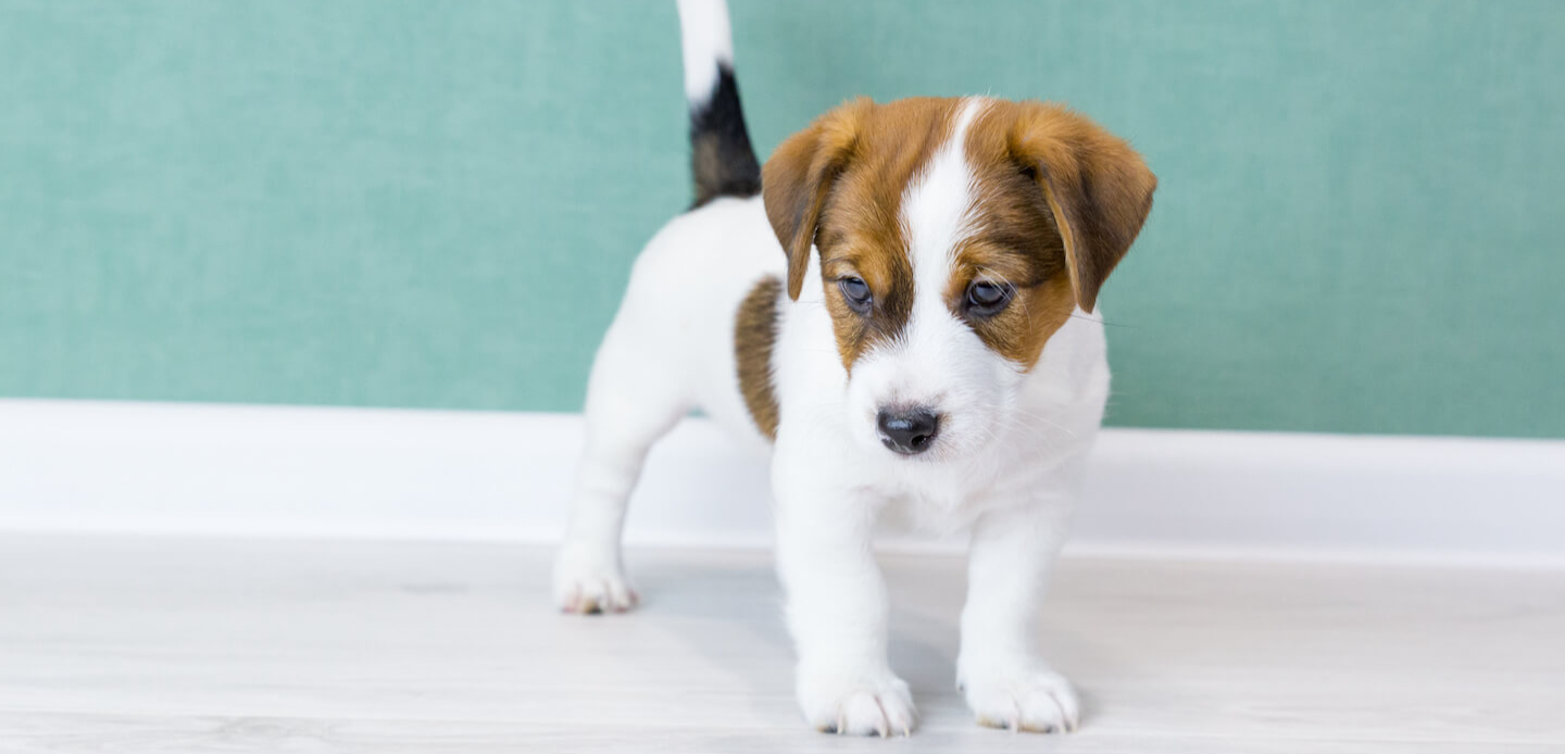 Come prepararsi all’arrivo di un cucciolo di 40 giorni in casa?