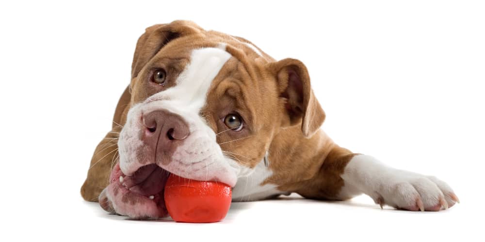 QUANDO I CUCCIOLI SMETTONO DI MORDERE E COME RISOLVERE IL PROBLEMA?