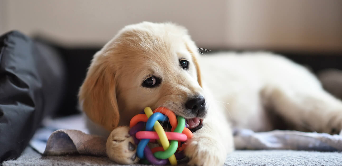 I migliori giochi per cuccioli di cane