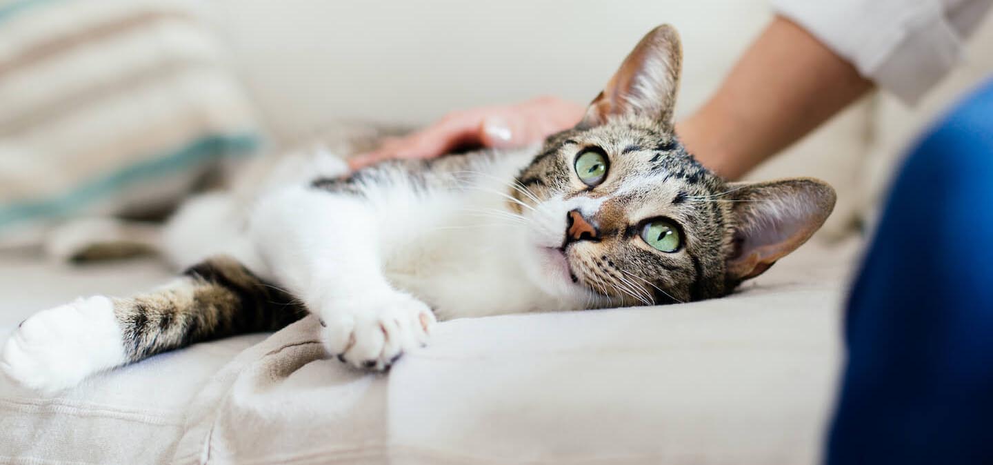 Come capire l’età dei gatti 