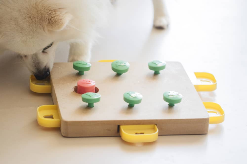 QUELS SONT LES JEUX D'INTELLIGENCE POUR LES CHIENS ?