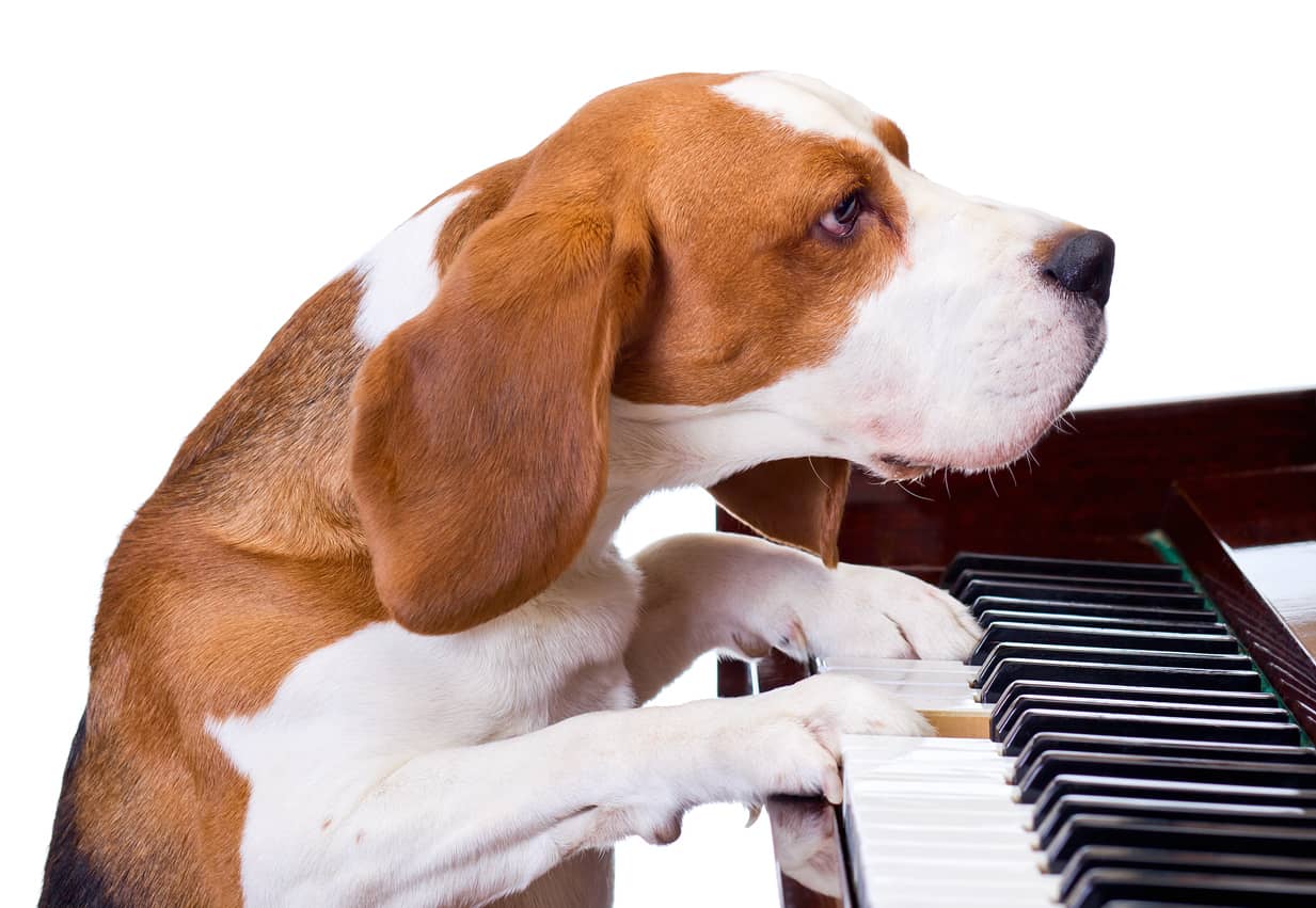Ai cani piace la musica?