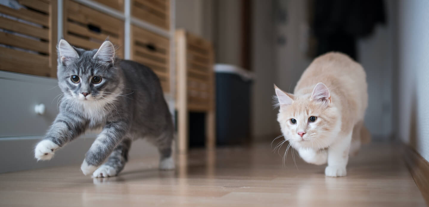 Cosa fare se il gatto è improvvisamente irrequieto