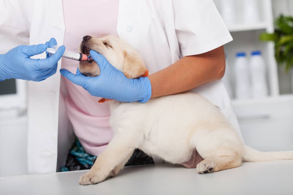 Vaccinazione del cane