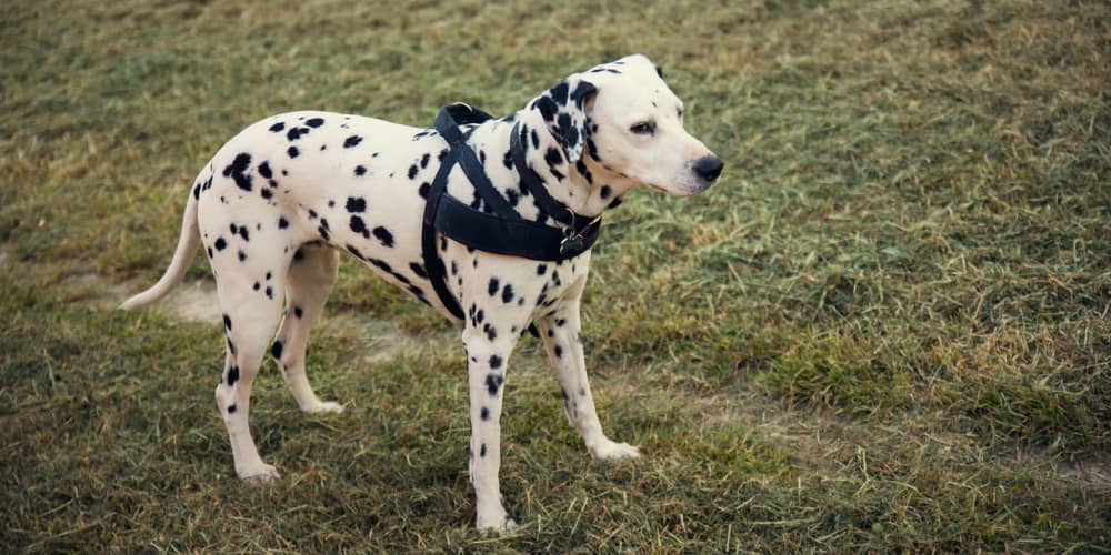 COME METTERE LA PETTORINA AL NOSTRO CANE