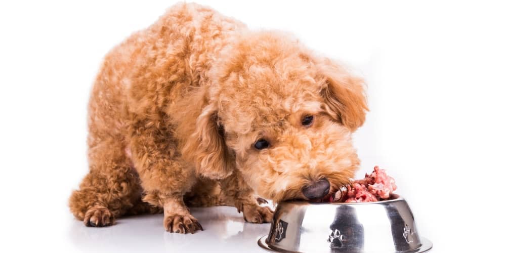 Carne disossata per cani e gatti: un ingrediente di qualità