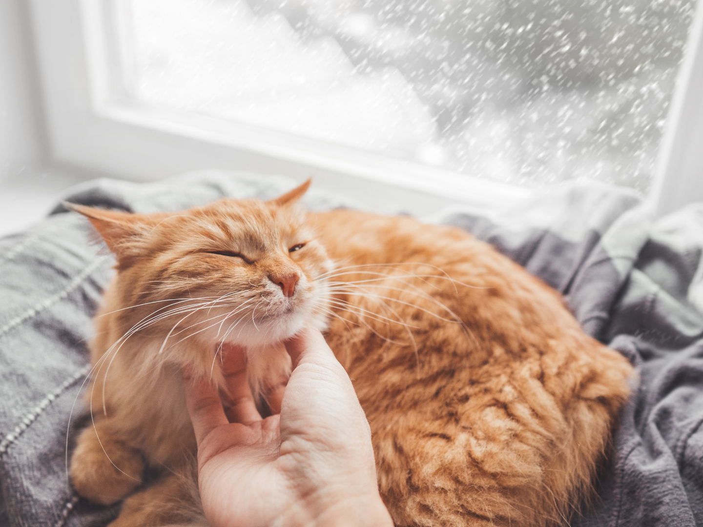 Consigli per i gatti in inverno