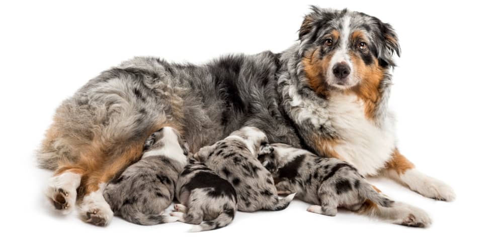 QUANDO INIZIARE A SVEZZARE I CUCCIOLI DI CANE