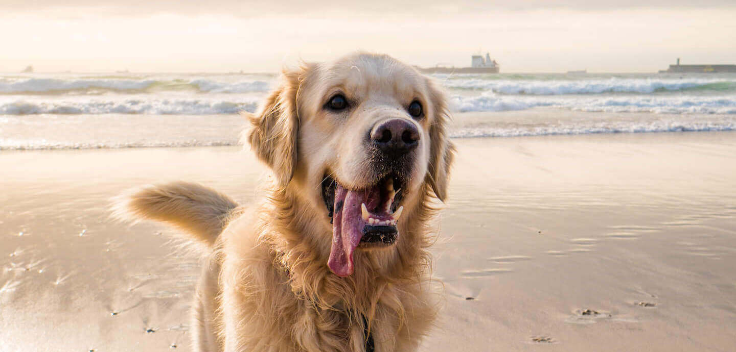 Tutto quello che bisogna sapere per portare i cani in spiaggia