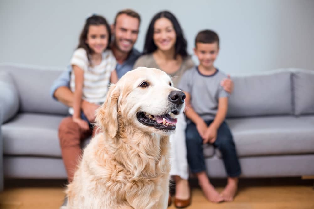 Le migliori razze di cani da compagnia