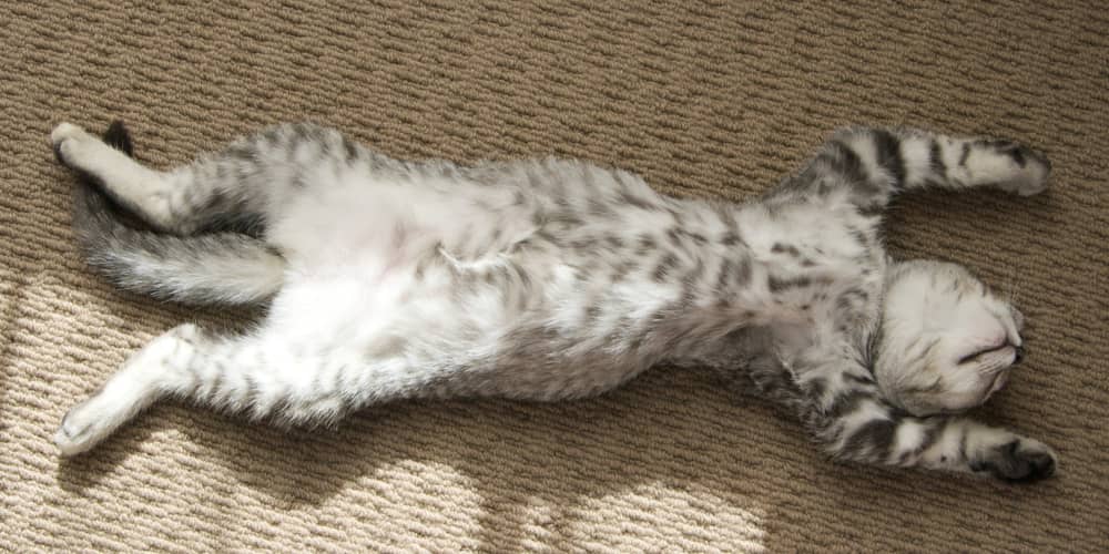 QUANTO DORME UN GATTO? 