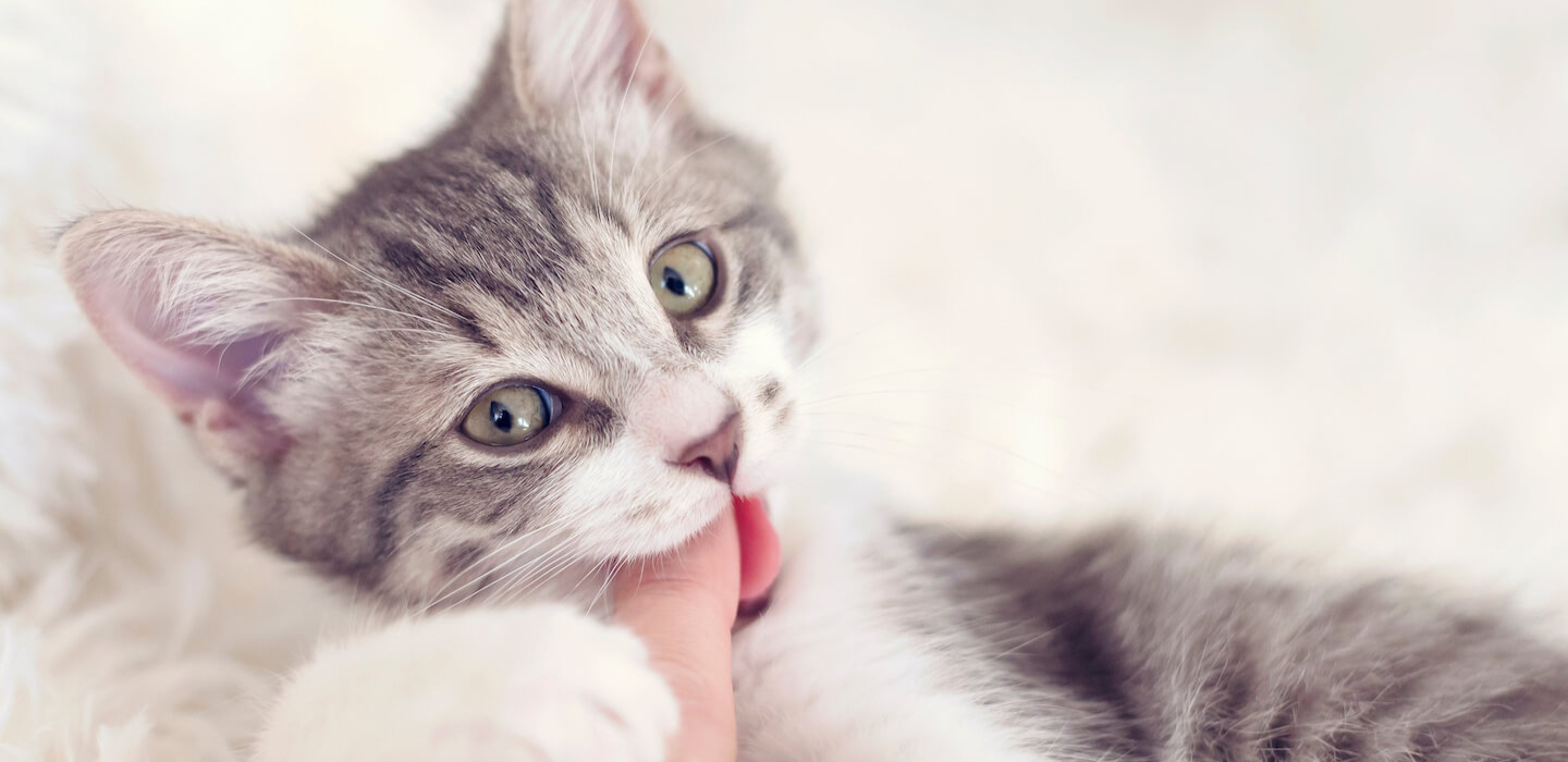 Perché il gatto morde? Ecco come educarlo