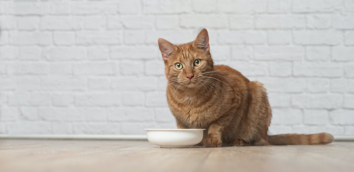 Beneficios de la pulpa de remolacha y la achicoria en la alimentación de gatos