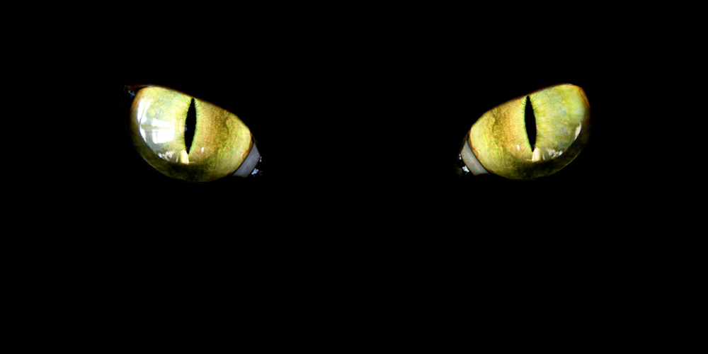 COME IL GATTO VEDE IL PADRONE&nbsp;