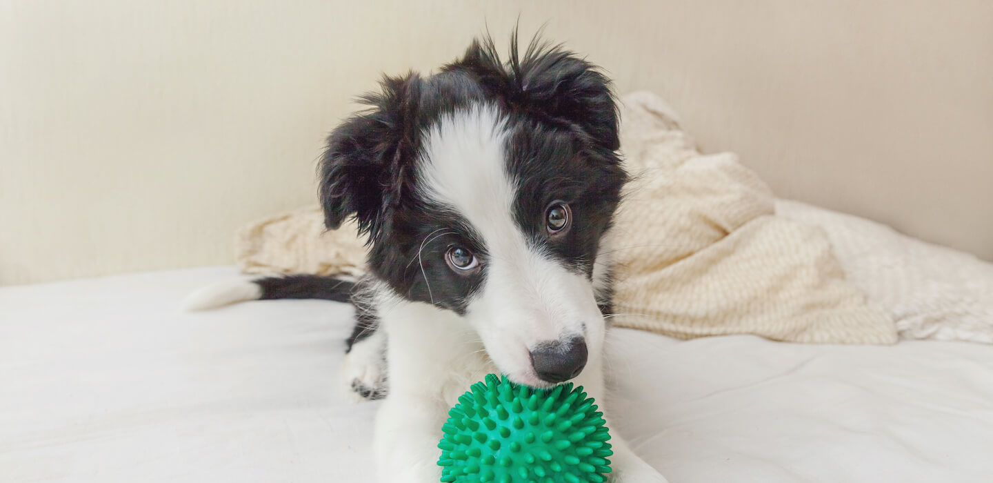 Come abituare il cane a stare solo