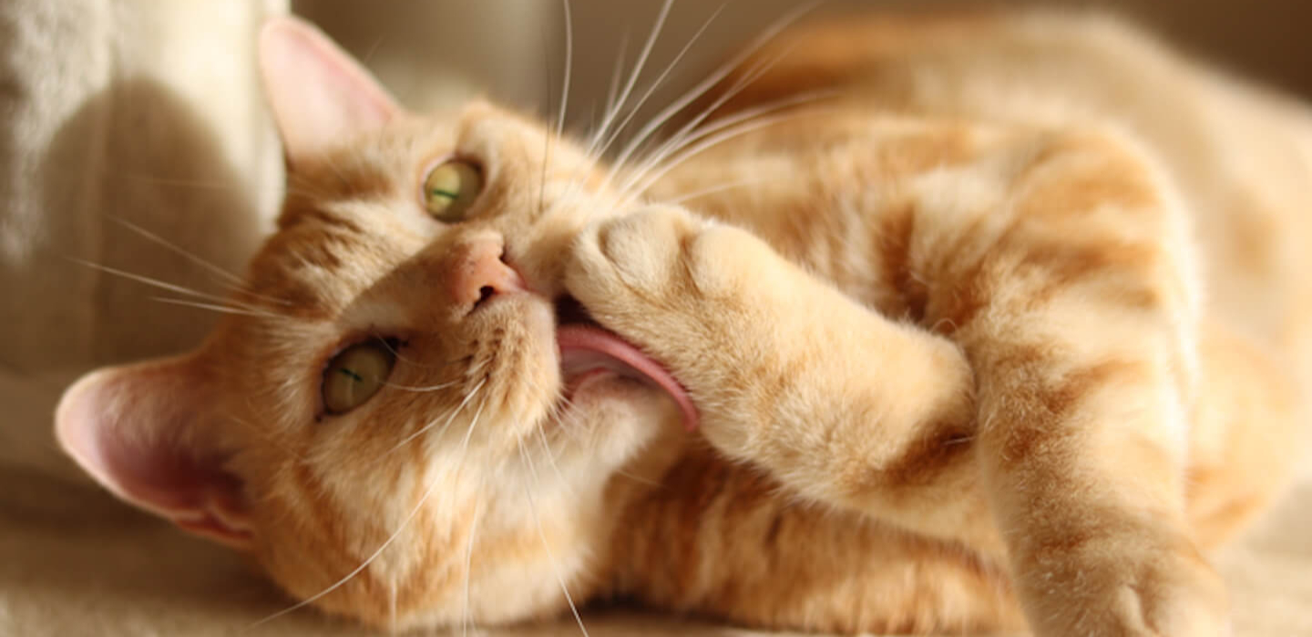 Cosa è la palla di pelo del gatto?