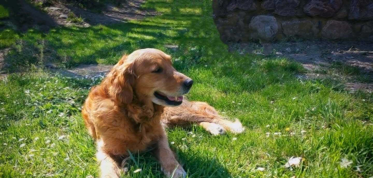 I cani possono mangiare l’ananas?