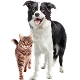 Image of a cat and a dog