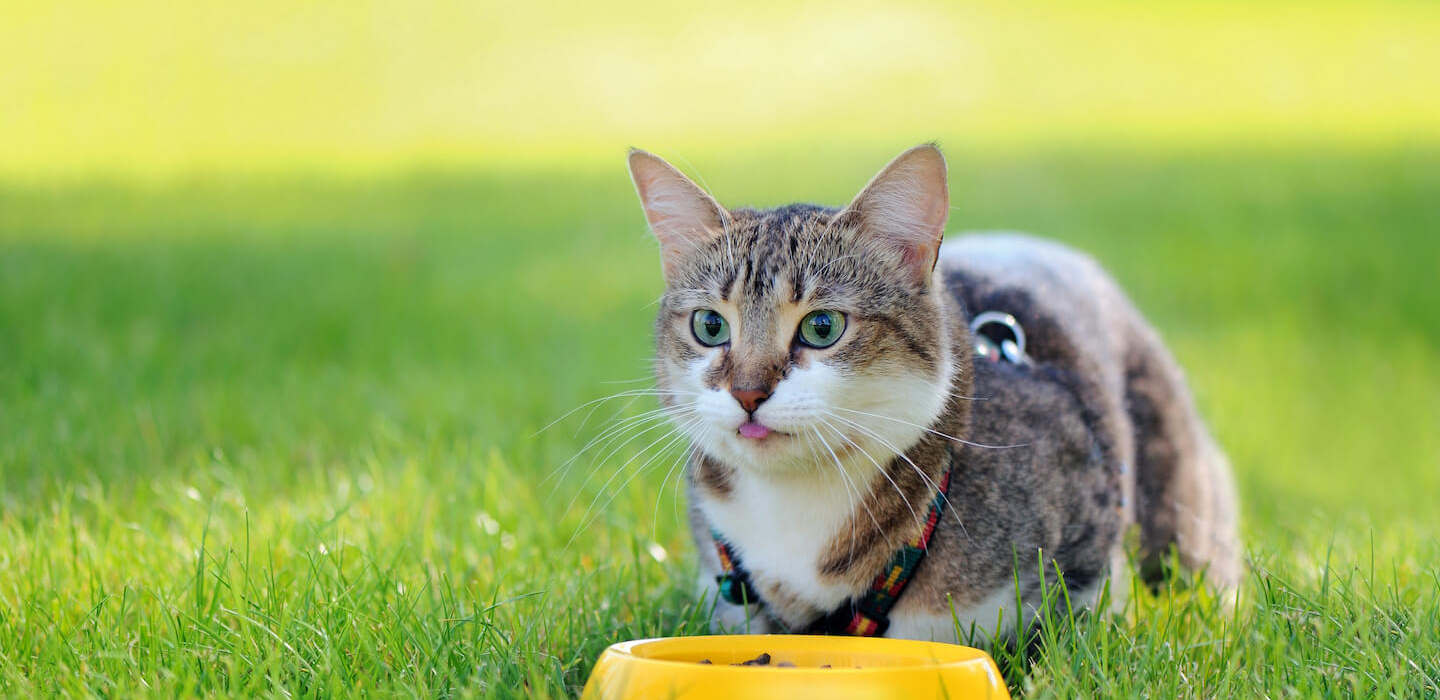 Alimentazione del gatto sterilizzato: guida completa e consigli utili