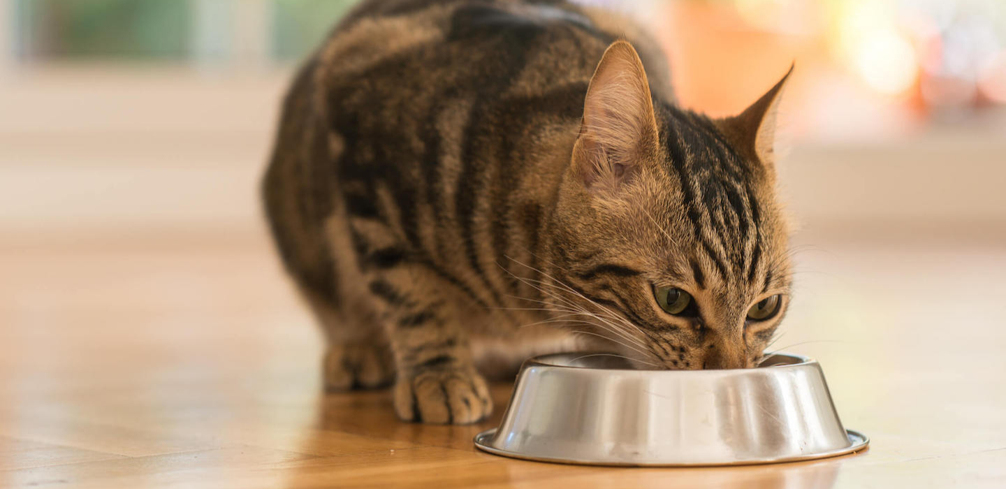 Perché il tuo gatto non mangia? Cause, soluzioni e consigli utili