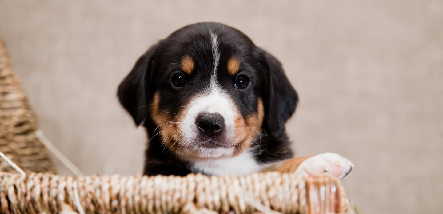 Consigli pratici su come svezzare un cucciolo