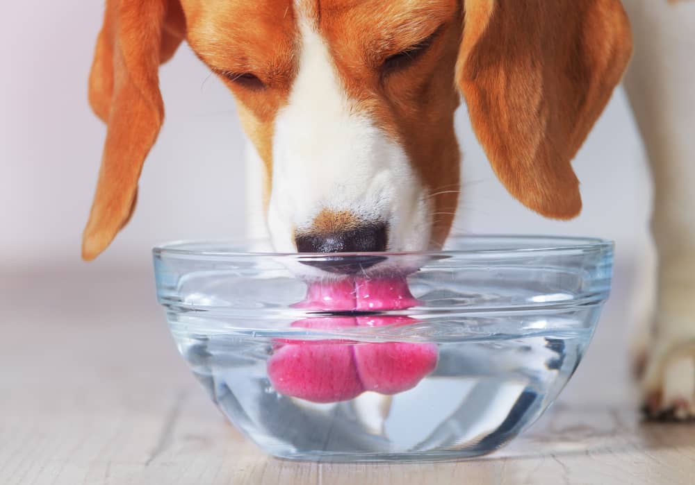 QUANTA ACQUA AL GIORNO DEVE BERE IL MIO CANE?