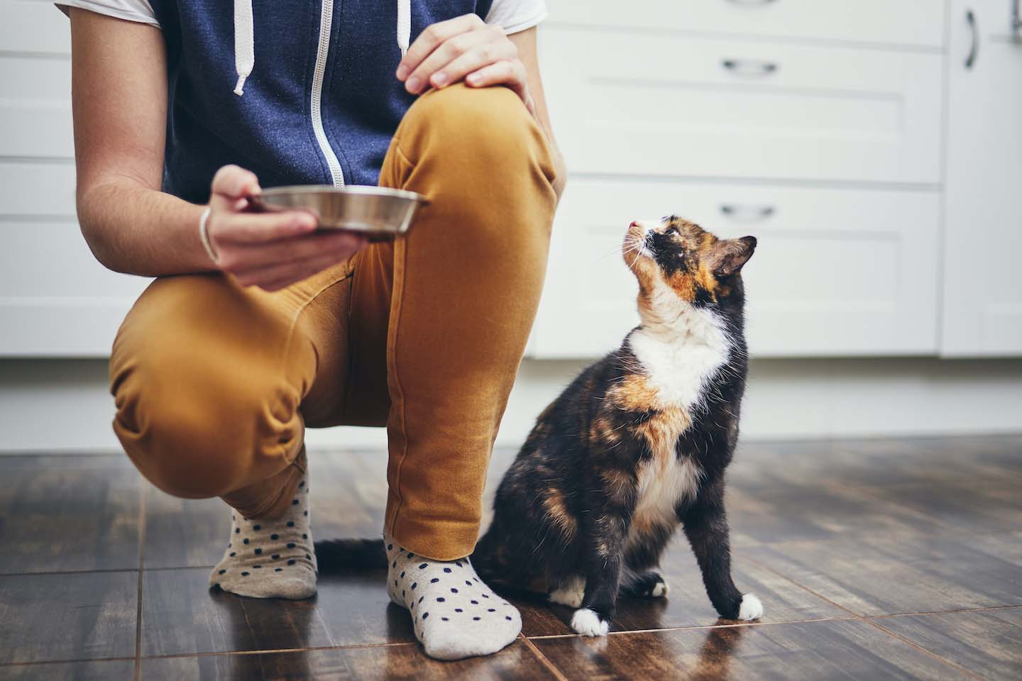 ¿Sabes cuántas veces al día debe comer un gato?