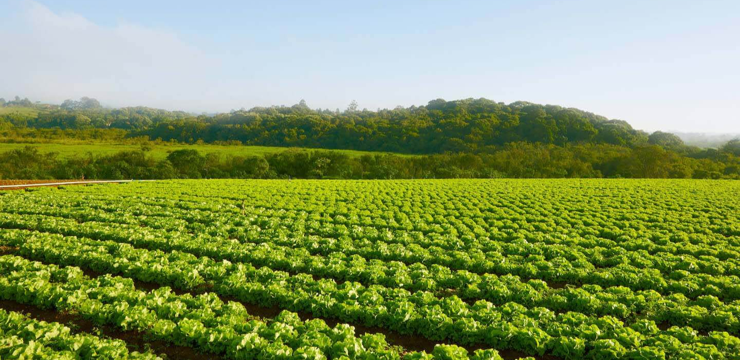 I piselli nell’alimentazione del cane  