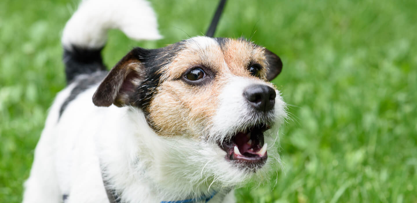Cosa fare quando il cane ringhia al padrone.