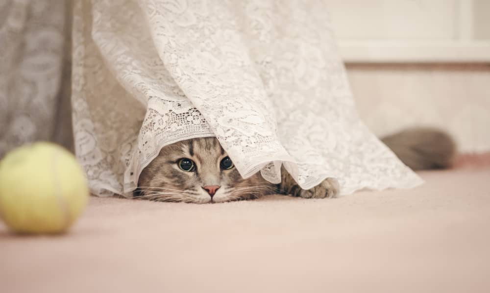 Giochi per gatti fai da te