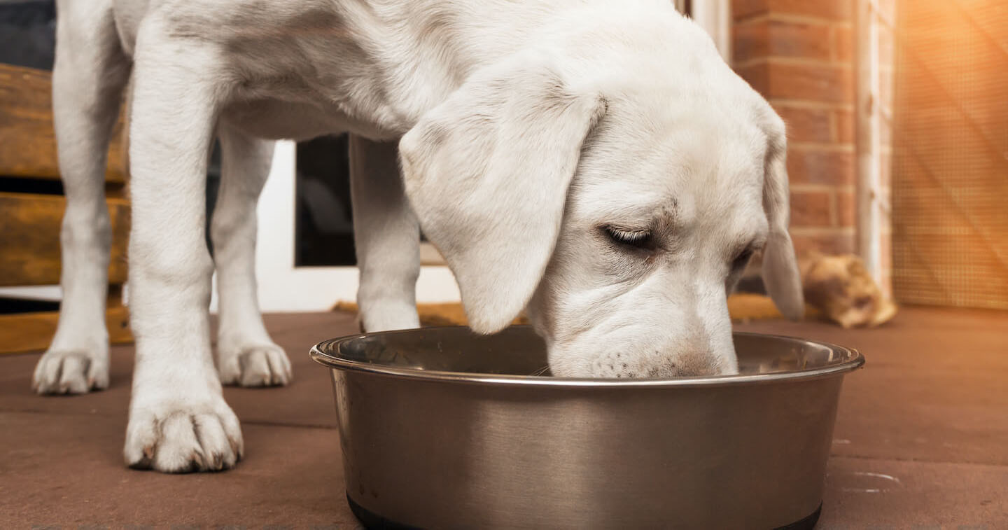 Importanza degli omega 3 ed omega 6 per la cute del cane