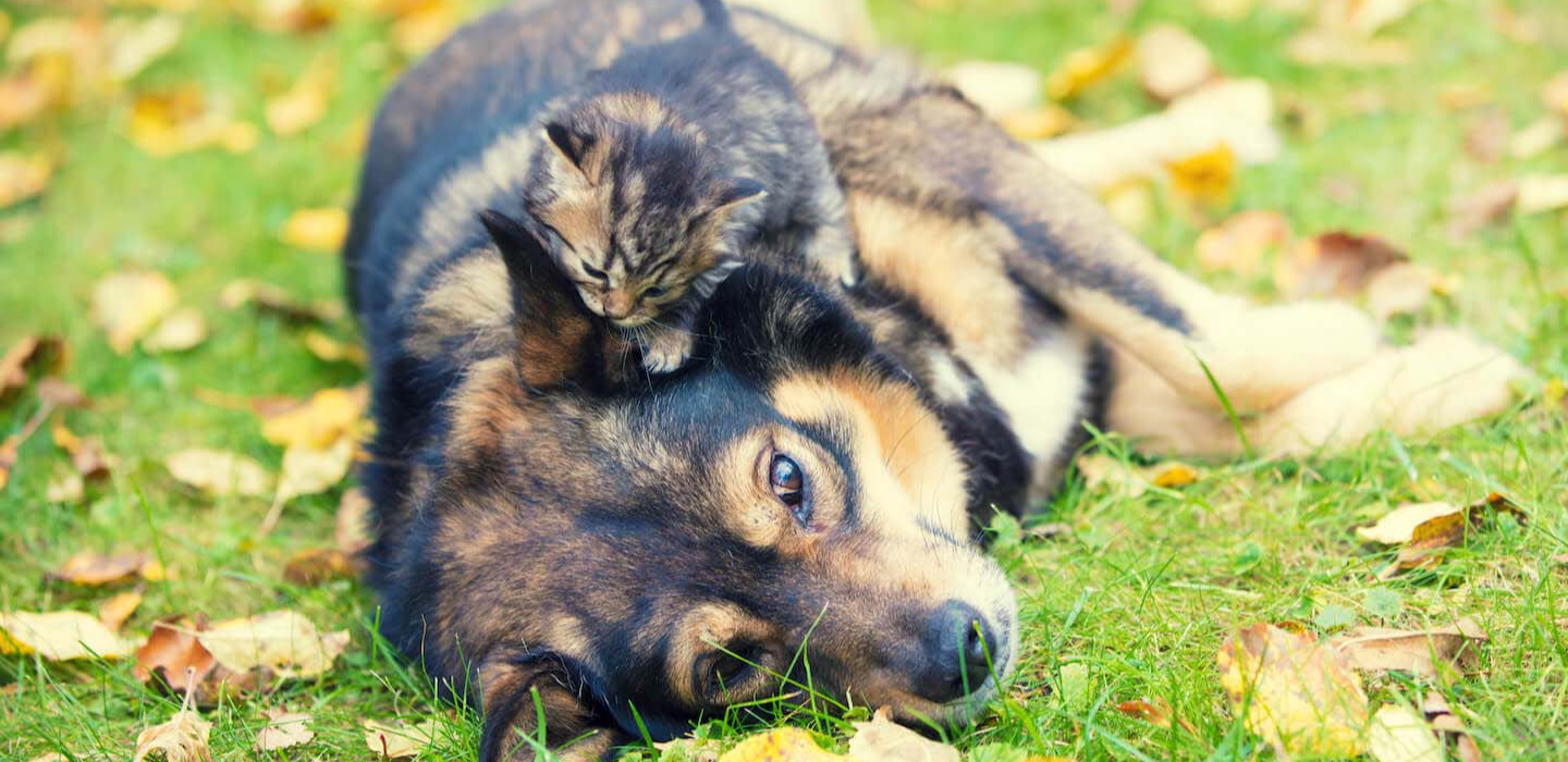 Consigli per una serena convivenza tra cane e gatto